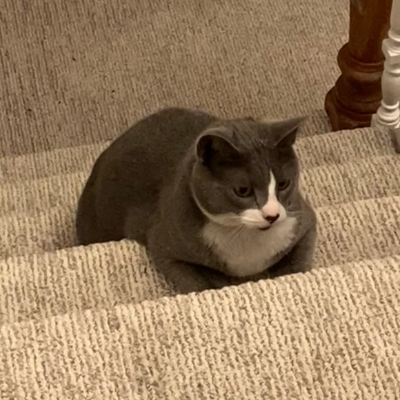 Meet your Posher, Steve - Picture 1 of 1